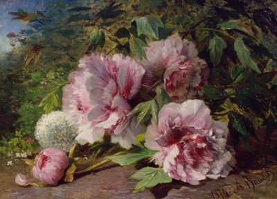 Étude de pivoines, 1874 - Amedee Baudit