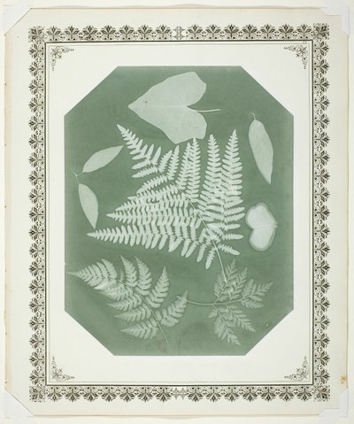 Étude de feuilles - Amelia Bergner