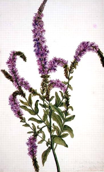 Herbe aux épilobes à pointes violettes (Epilobium) 1787 - Amelia Fancourt
