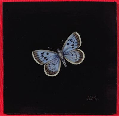 Azuré des paluds, 2000 - Amelia Kleiser
