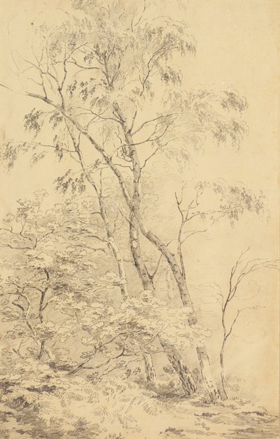 Arbres à Bromley - Amelia Long