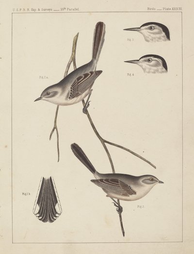 Oiseaux - U.S.P.R.R. Exp. & Surveys, 35e parallèle - American 19th Century