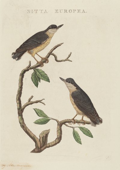 Sittelle torchepot - American 19th Century