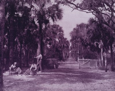 Une clairière de palmiers près de Palatka, Floride - American Photographer (after)