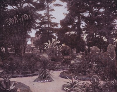 Un jardin de cactus du sud de la Californie - American Photographer (after)