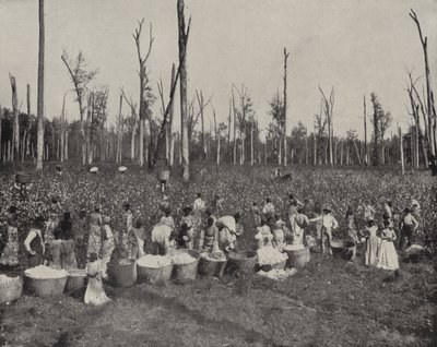 Cueillette du coton au Mississippi - American Photographer (after)