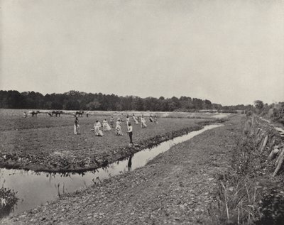 Plantation de riz en Caroline du Nord - American Photographer (after)
