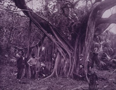 Arbre à caoutchouc ou banyan, sur la rivière Banana, Floride - American Photographer (after)