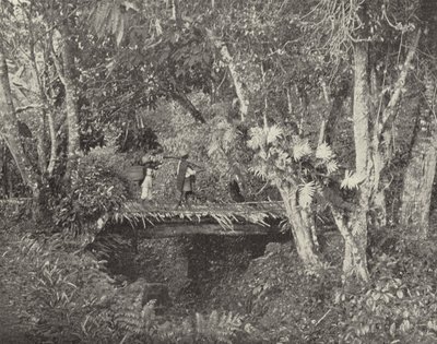 Scène tropicale dans l