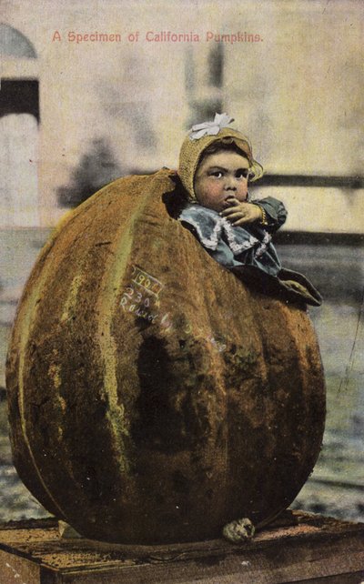 Un spécimen de citrouilles de Californie - American Photographer