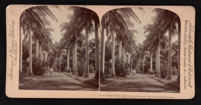 Avenue des palmiers royaux, terrain de l