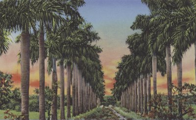 Avenue des Palmiers Royaux - American Photographer