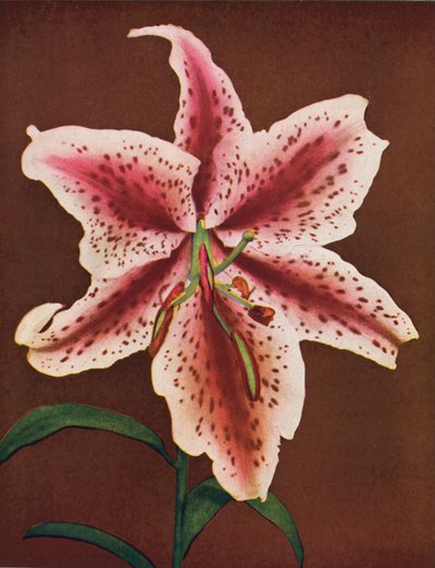 Lys : Lilium Auratum, Crimson Queen (photo couleur) - American Photographer