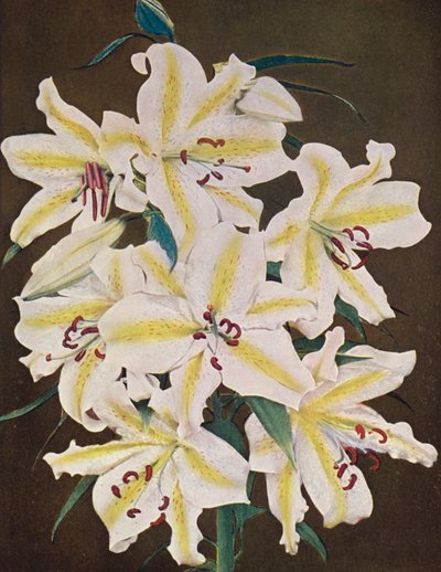 Lys : Lilium Auratum Platyphyllum (photo couleur) - American Photographer