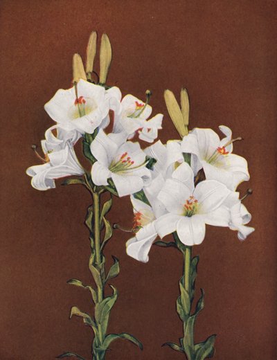 Lys : Lilium Candidum (photo couleur) - American Photographer