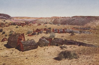 Forêt pétrifiée, Arizona (photo en couleur) - American Photographer