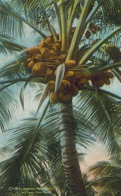 Porto Rico / Puerto Rico : Culture de la noix de coco à Porto Rico (photo couleur) - American Photographer