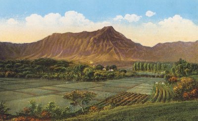 Rizières, Oahu (photo couleur) - American Photographer