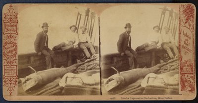 Requins capturés à la Barbade, Antilles (photo n/b) - American Photographer