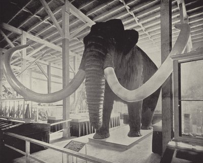 Le grand mammouth sibérien - American Photographer