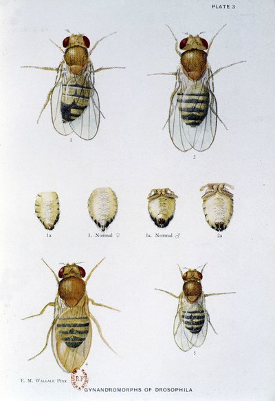 Abeilles - dans "Contributions à la génétique de Drosophila melanogaster", Thomas H. Morgan - American School