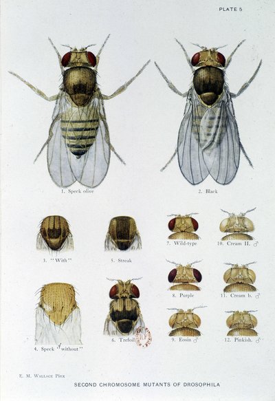 Abeilles - dans "Contributions à la génétique de Drosophila melanogaster" par Thomas H. Morgan - American School