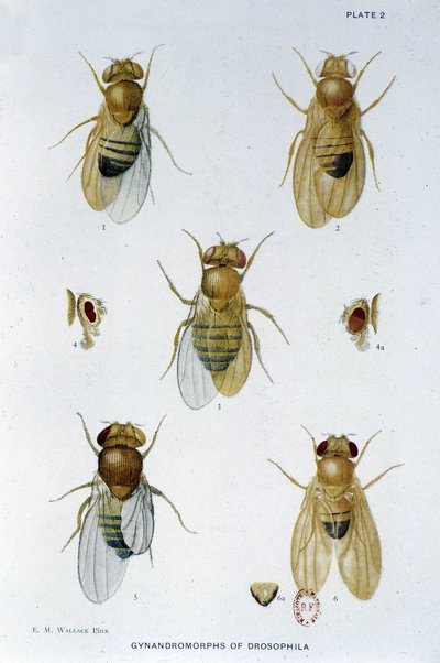 Abeilles - dans "Contributions à la génétique de Drosophila melanogaster" par Thomas H. Morgan - American School