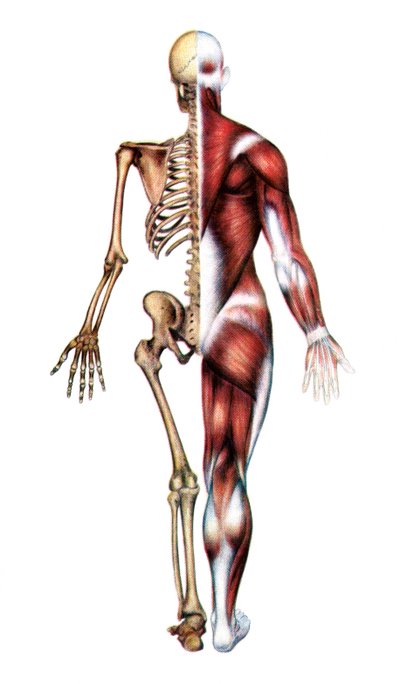 Impression anatomique du squelette humain et des muscles - American School