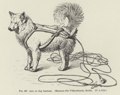 Ano ou harnais pour chien - American School