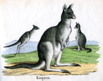 Estampe Antique de Kangourous - American School