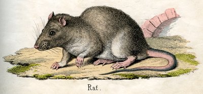 Antique gravure d