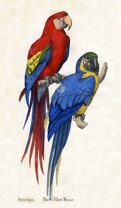 Aracangua et Ara bleu et jaune, de L