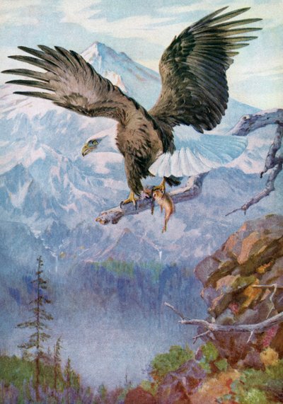 Pygargue à tête blanche sur un perchoir de montagne avec un poisson - American School