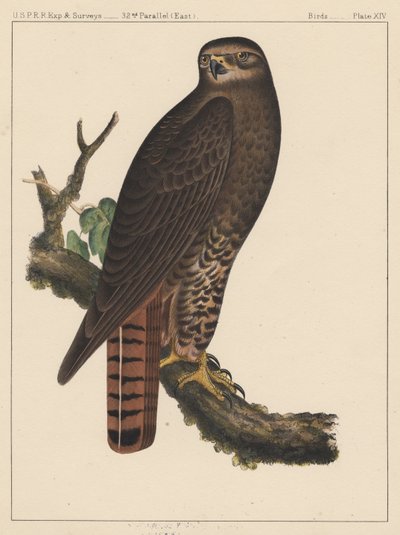 Oiseaux, Planche XIV, 1855 - American School
