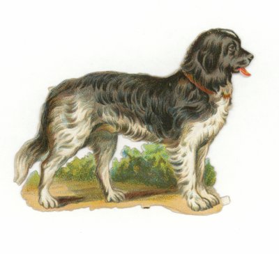 Chien noir et blanc - American School