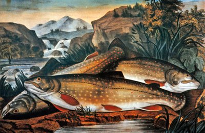 Truite de ruisseau - Juste pêchée, publiée par Currier & Ives, c.1870 - American School