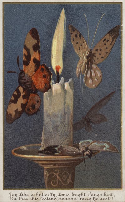 Papillons autour d