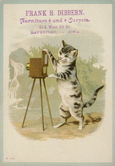 Chat prenant une photographie - American School