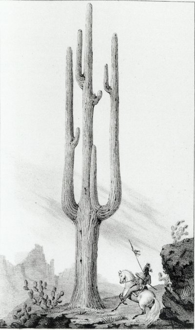 Cereus Giganteus - American School