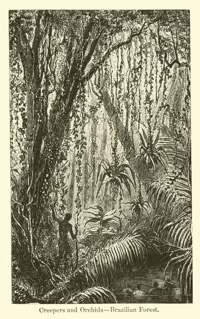 Lianes et orchidées, forêt brésilienne - American School