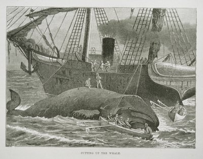 Découpe de la baleine, de 