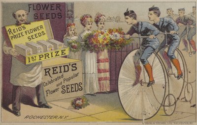 Graines de fleurs - American School