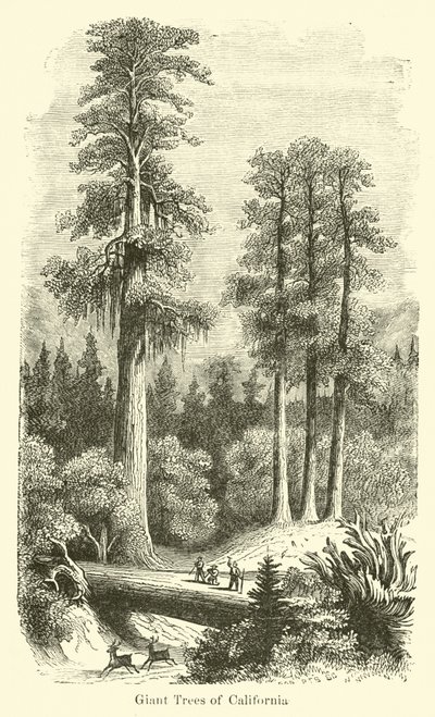 Arbres géants de Californie - American School