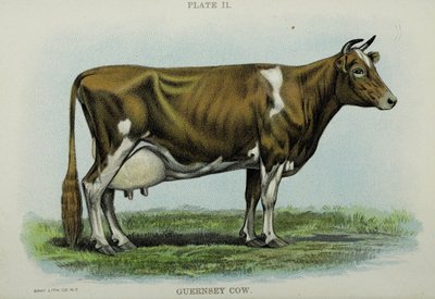 Vache Guernesey, du 