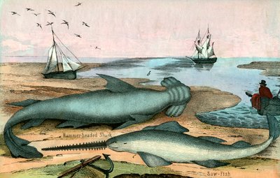Requin marteau et poisson-scie - American School