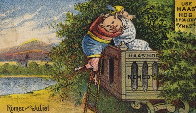 Cochon se sentant mal - American School