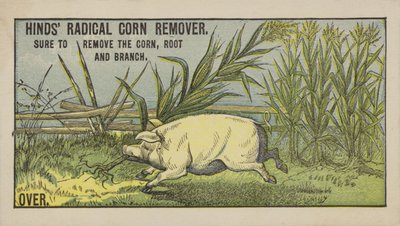Cochon tirant sur du maïs - American School