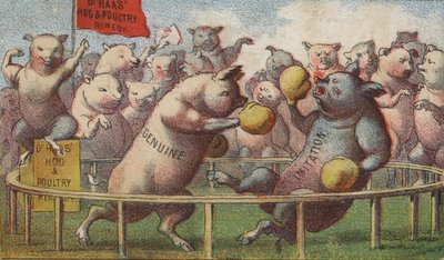 Cochons dans le ring de boxe - American School
