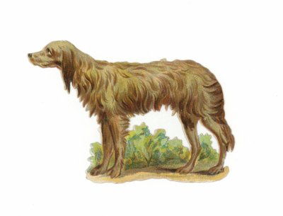 Chien loup irlandais - American School