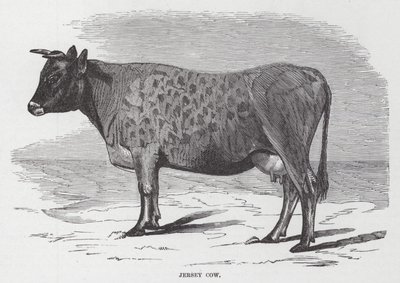 Vache de Jersey - American School
